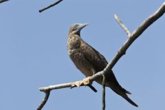 Brown Booby, Sula leucogaster