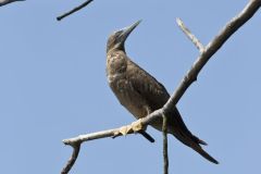 Brown Booby, Sula leucogaster