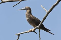 Brown Booby, Sula leucogaster