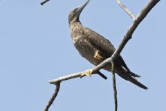 Brown Booby, Sula leucogaster