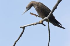 Brown Booby, Sula leucogaster