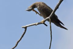 Brown Booby, Sula leucogaster