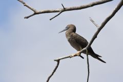 Brown Booby, Sula leucogaster