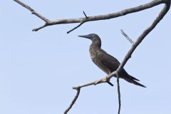 Brown Booby, Sula leucogaster