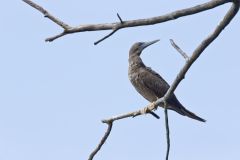 Brown Booby, Sula leucogaster