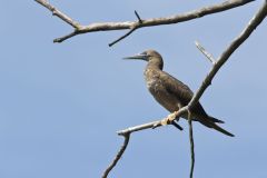 Brown Booby, Sula leucogaster