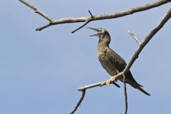 Brown Booby, Sula leucogaster