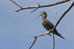 Brown Booby, Sula leucogaster