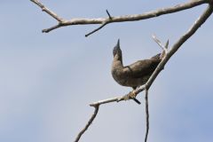 Brown Booby, Sula leucogaster