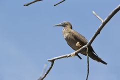 Brown Booby, Sula leucogaster