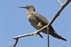 Brown Booby, Sula leucogaster