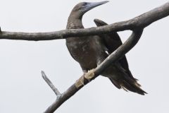 Brown Booby, Sula leucogaster