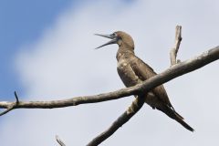 Brown Booby, Sula leucogaster