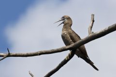 Brown Booby, Sula leucogaster