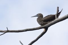 Brown Booby, Sula leucogaster