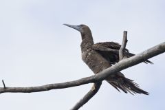 Brown Booby, Sula leucogaster