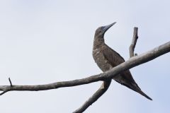 Brown Booby, Sula leucogaster