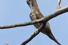 Brown Booby, Sula leucogaster