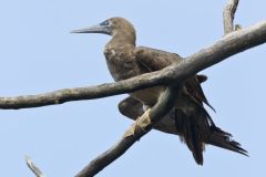 Brown Booby, Sula leucogaster