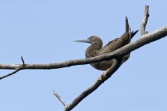 Brown Booby, Sula leucogaster