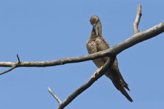 Brown Booby, Sula leucogaster