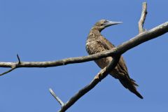 Brown Booby, Sula leucogaster