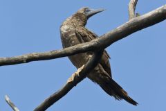 Brown Booby, Sula leucogaster