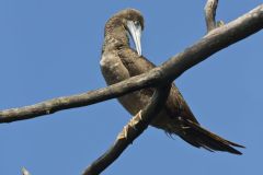 Brown Booby, Sula leucogaster