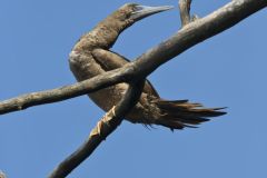 Brown Booby, Sula leucogaster