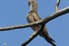 Brown Booby, Sula leucogaster