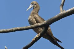 Brown Booby, Sula leucogaster