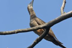 Brown Booby, Sula leucogaster