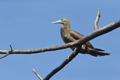 Brown Booby, Sula leucogaster