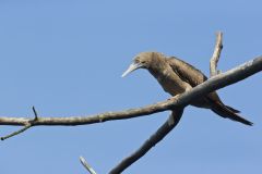 Brown Booby, Sula leucogaster