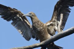 Brown Booby, Sula leucogaster