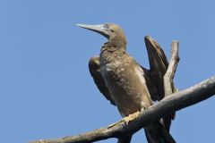 Brown Booby, Sula leucogaster