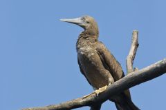 Brown Booby, Sula leucogaster