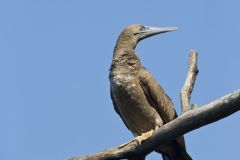 Brown Booby, Sula leucogaster