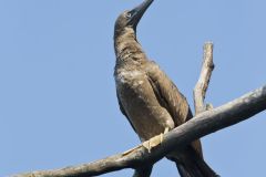 Brown Booby, Sula leucogaster