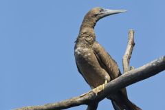 Brown Booby, Sula leucogaster