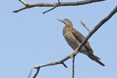 Brown Booby, Sula leucogaster