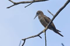 Brown Booby, Sula leucogaster