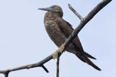 Brown Booby, Sula leucogaster