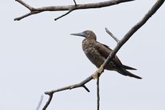 Brown Booby, Sula leucogaster