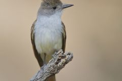 Brown-crested Flycatcher, Myiarchus tyrannulus
