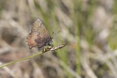 Brown Elfin, Callophrys augustinus