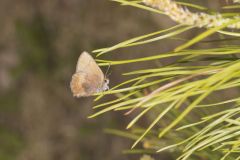Brown Elfin, Callophrys augustinus