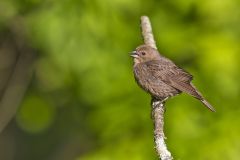 Brown-headed Cowbird, Molothrus ater