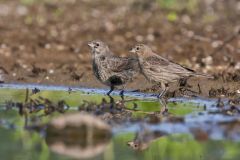 Brown-headed Cowbird, Molothrus ater