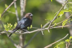 Brown-headed Cowbird, Molothrus ater